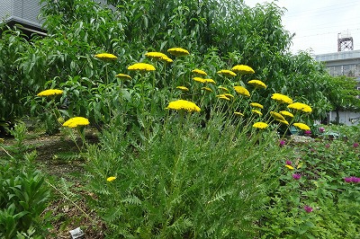 ノコギリソウ（鋸草）