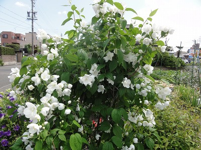 バイカウツギ (梅花空木)