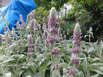 チェリー号船頭の花日記 ラムズイヤー