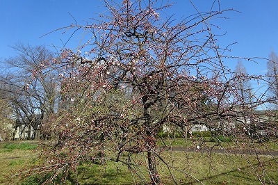 今日の枝垂れ梅