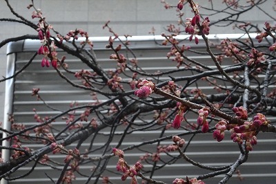 カンヒザクラ（寒緋桜)