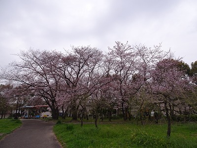 丸池公園のさくら