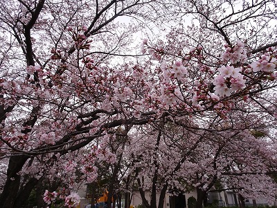 丸池公園のさくら