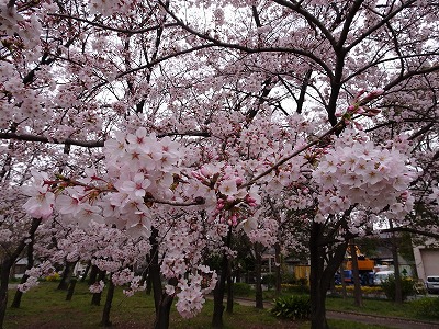 丸池公園のさくら