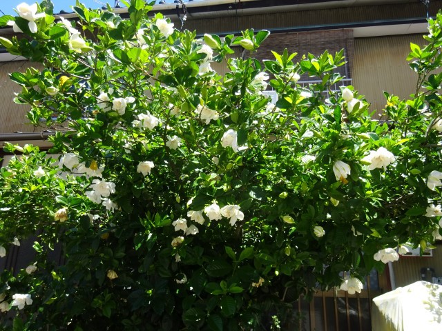 チェリー号船頭の花日記:クチナシ（梔子、巵子、支子）