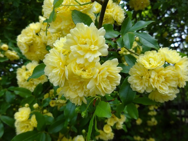 チェリー号船頭の花日記:モッコウバラ（木香茨、木香薔薇）