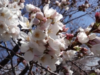 桜開花　2014 2014/03/27 12:48:00
