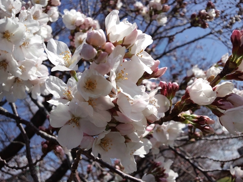 桜開花　2014