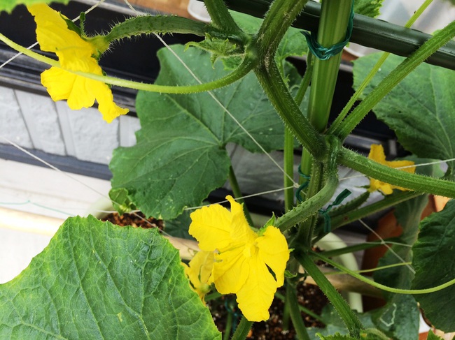 家庭菜園２０１４　一番花開花