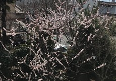 急に暖かくなってきた 2022/03/13 13:32:00
