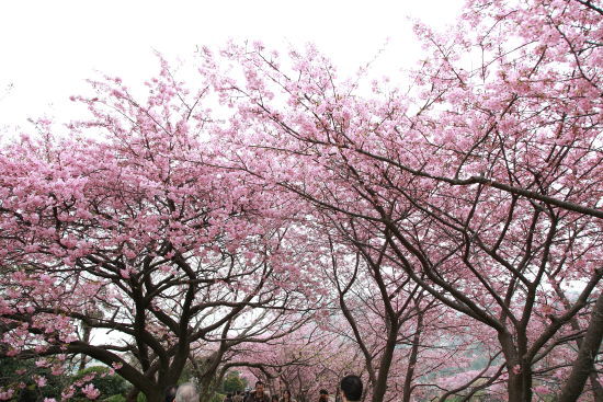 春を求めて初出撃♪（in伊豆）2014-3-2～3　前編
