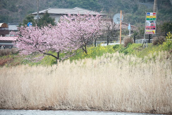 春を求めて初出撃♪（in伊豆）2014-3-2～3　前編