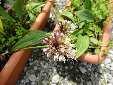 ギョウジャニンニクの花