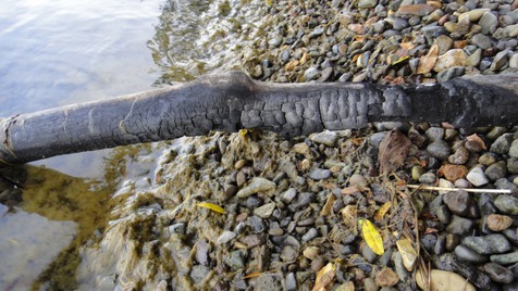 　ウミアメ、サクラマスポイント　道南,島牧～瀬棚編