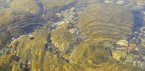 ベイカーの糸　　　　支笏湖のブラウントラウト