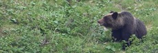支笏湖周辺のヒグマ出没に注意。ゴミ捨てはやめよう