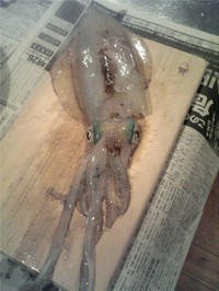 まな板の上のイカ