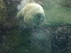 静岡市立日本平動物園