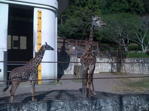 静岡市立日本平動物園