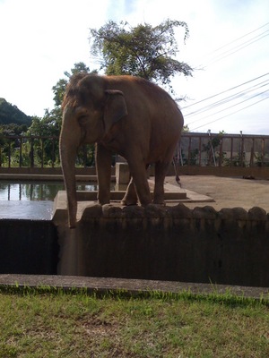 静岡市立日本平動物園