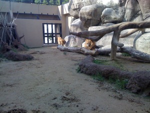 静岡市立日本平動物園