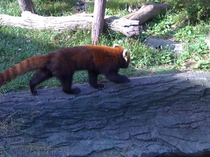 静岡市立日本平動物園