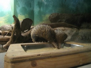 沼津港深海水族館