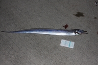 太刀魚釣り