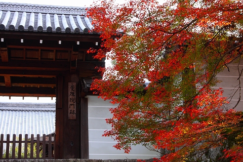 曼殊院門跡　勅使門前　紅葉