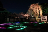 2010桜前線　京都　高台寺　夜桜ライトアップ