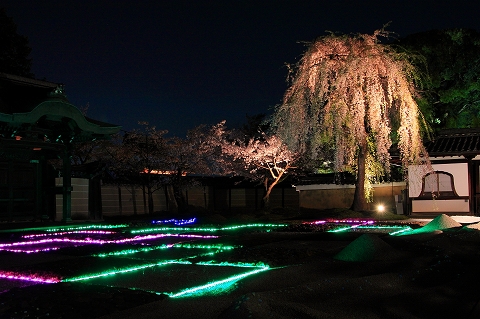 高台寺　夜桜