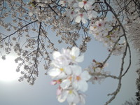 今年の花見は日岡山公園で！(^^)