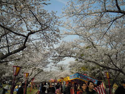 キャンプ大好き アウトドアを楽しもう 今年の花見は日岡山公園で