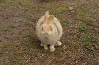 うさぎ島