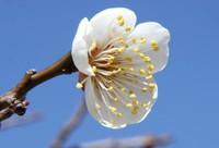 安八百梅園　4