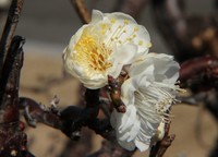 安八百梅園　4