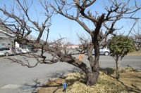 安八百梅園　4