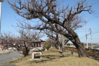 安八百梅園　4
