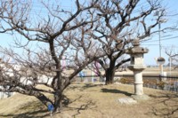 安八百梅園　4