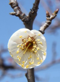 安八百梅園　4