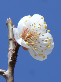 安八百梅園　4