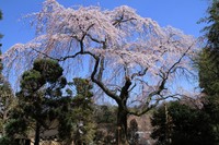 興徳寺の枝垂れ桜　6