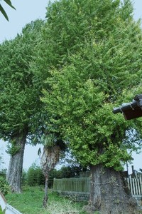 中須八幡宮大銀杏
