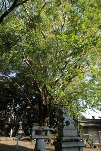 山崎八幡神社のイチョウ