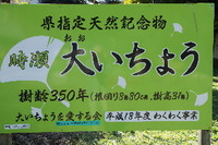 時瀬のイチョウ