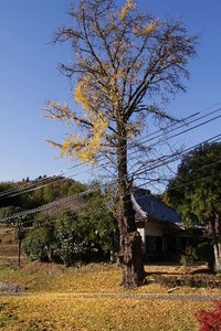 教聖寺のイチョウ