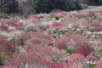 梅林公園