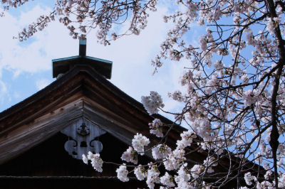 曼荼羅寺の彼岸桜