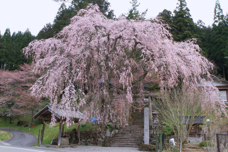 森山神社の桜