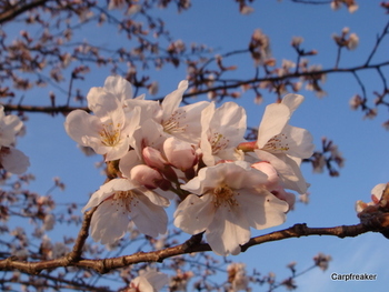 桜の花は咲き誇り、、、、、。